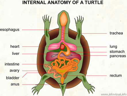 Internal anatomy of a turtle  (Visual Dictionary)